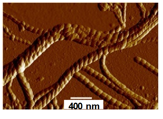 Chirality transfer in a ferroelectric gel